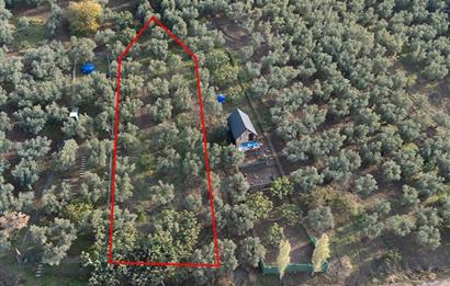 C21 Cius; Deniz Manzaralı Zeytinlik Satılık!