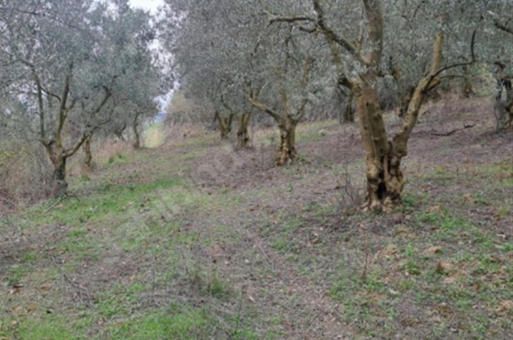 SATILIK BAĞ BAHÇE İZNİK GÖL VE BARAJ MANZARALI