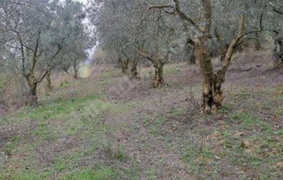 SATILIK BAĞ BAHÇE İZNİK GÖL VE BARAJ MANZARALI