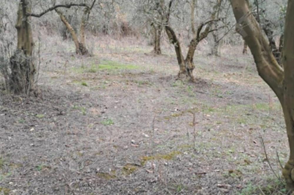 SATILIK BAĞ BAHÇE İZNİK GÖL VE BARAJ MANZARALI