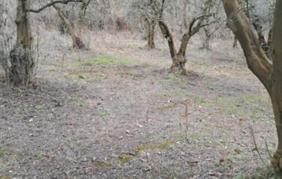 SATILIK BAĞ BAHÇE İZNİK GÖL VE BARAJ MANZARALI