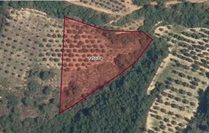 SATILIK BAĞ BAHÇE İZNİK GÖL VE BARAJ MANZARALI