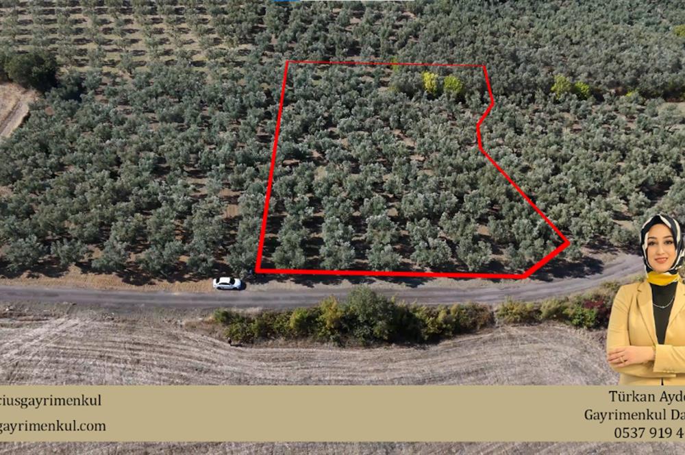 C21 Cius;Karsak da Yola Cephe Satılık Bakımlı Zeytinlik