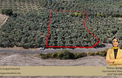 C21 Cius;Karsak da Yola Cephe Satılık Bakımlı Zeytinlik