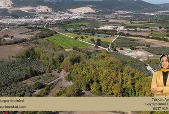 C21 Cius;Karsak da Yola Cephe Satılık Bakımlı Zeytinlik - 7 - 30028