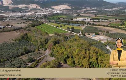 C21 Cius;Karsak da Yola Cephe Satılık Bakımlı Zeytinlik