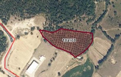 BASKİ BİNASINA SINIR SATILIK ÇAM FISTIĞI EKİLİ TARLA