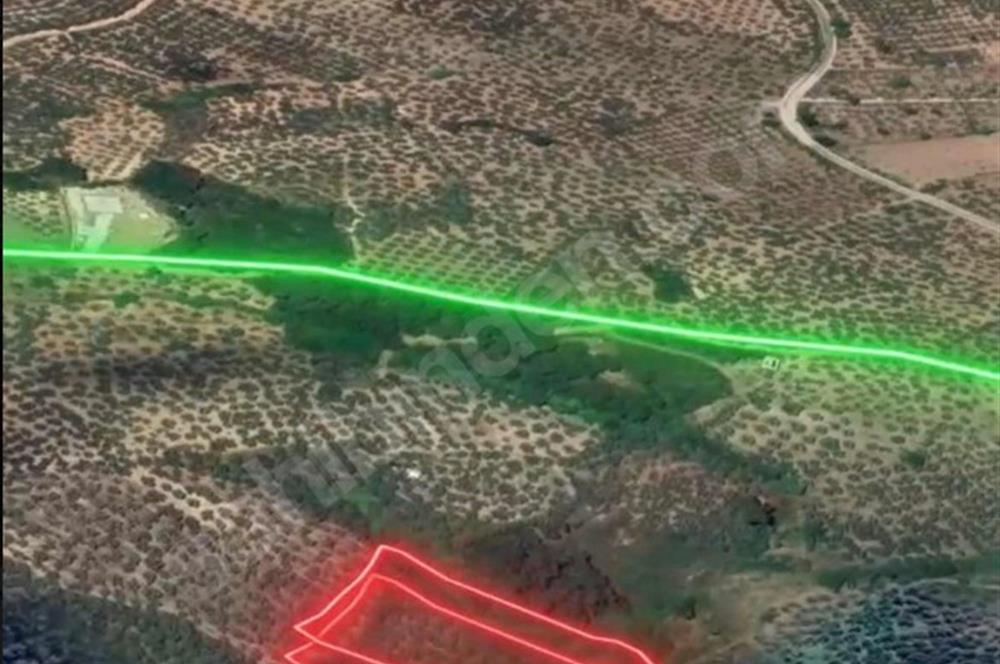 Gemlik Umurbey'de 5.373 m2 Yatırımlık Verimli Zeytinlik