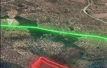 Gemlik Umurbey'de 5.373 m2 Yatırımlık Verimli Zeytinlik