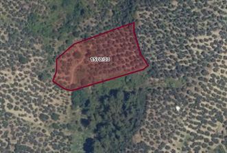 Gemlik Umurbey'de 5.373 m2 Yatırımlık Verimli Zeytinlik - 3 - 30055