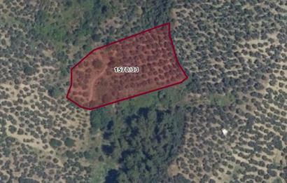 Gemlik Umurbey'de 5.373 m2 Yatırımlık Verimli Zeytinlik