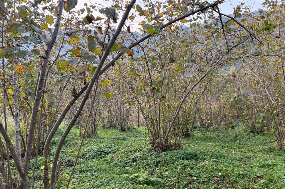TRABZON YOMRA ÇINARLI KONAK MAHALLESİN'DE SATILIK 2487 M2 TARLA