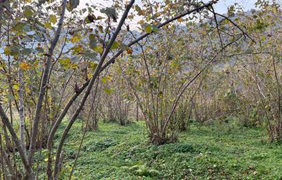 TRABZON YOMRA ÇINARLI KONAK MAHALLESİN'DE SATILIK 2487 M2 TARLA