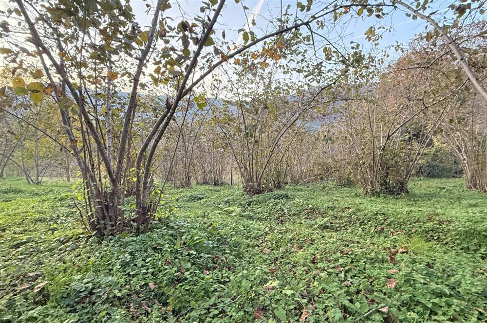 TRABZON YOMRA ÇINARLI KONAK MAHALLESİN'DE SATILIK 2487 M2 TARLA