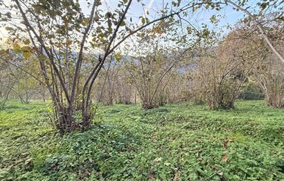 TRABZON YOMRA ÇINARLI KONAK MAHALLESİN'DE SATILIK 2487 M2 TARLA