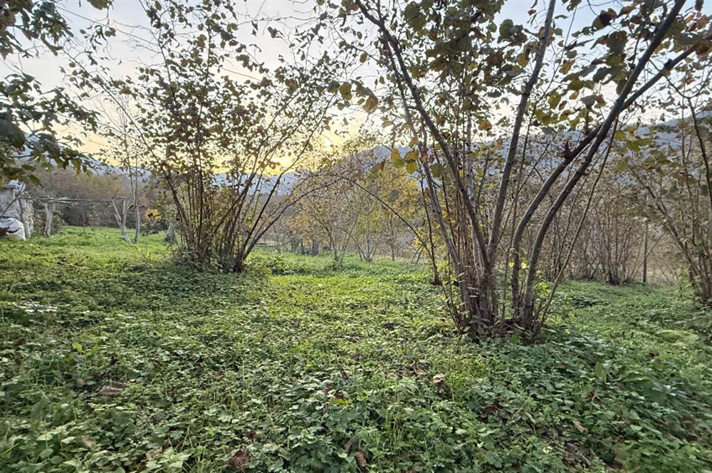 TRABZON YOMRA ÇINARLI KONAK MAHALLESİN'DE SATILIK 2487 M2 TARLA