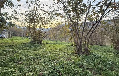 TRABZON YOMRA ÇINARLI KONAK MAHALLESİN'DE SATILIK 2487 M2 TARLA