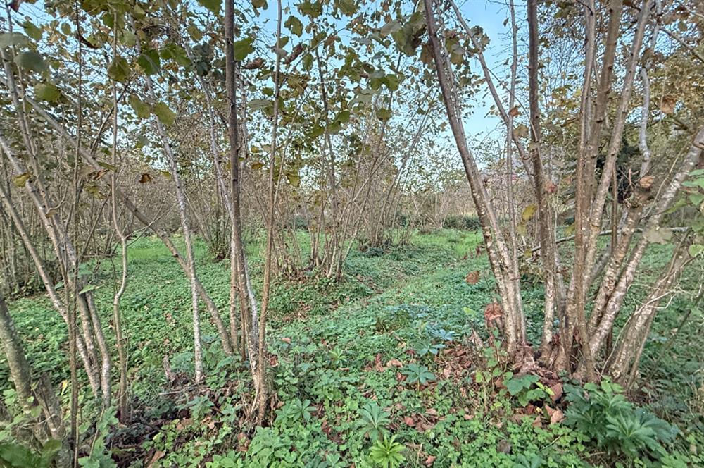 TRABZON YOMRA ÇINARLI KONAK MAHALLESİN'DE SATILIK 2487 M2 TARLA