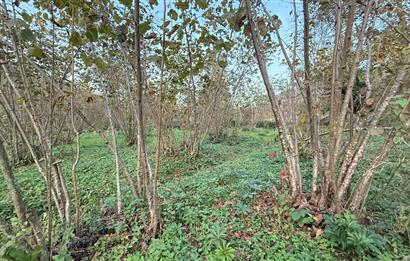 TRABZON YOMRA ÇINARLI KONAK MAHALLESİN'DE SATILIK 2487 M2 TARLA