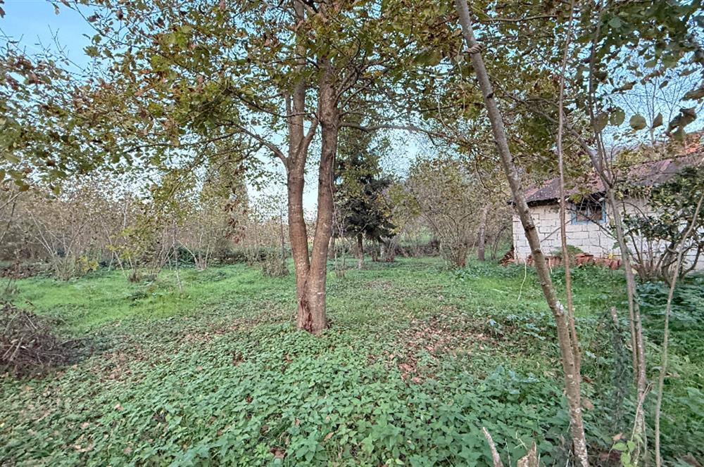 TRABZON YOMRA ÇINARLI KONAK MAHALLESİN'DE SATILIK 2487 M2 TARLA