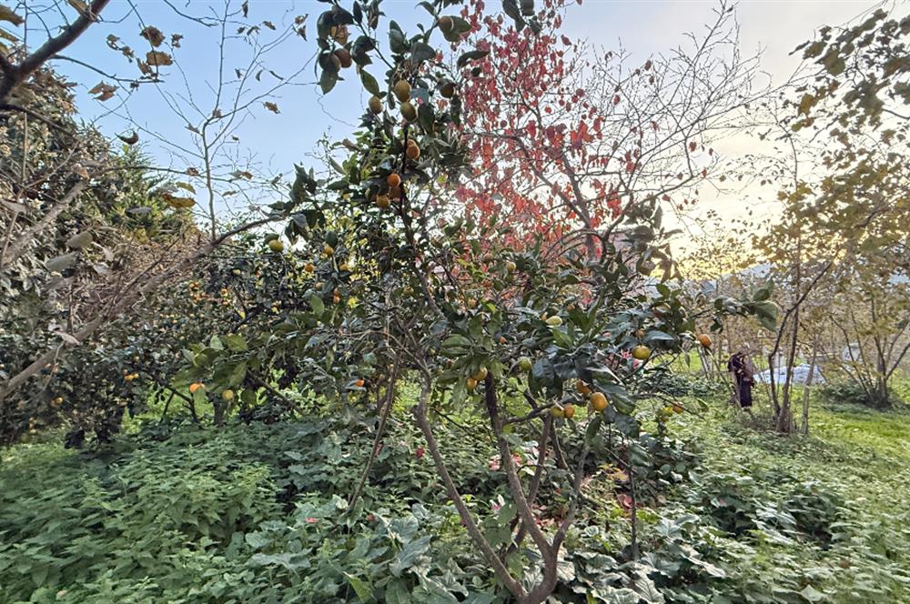 TRABZON YOMRA ÇINARLI KONAK MAHALLESİN'DE SATILIK 2487 M2 TARLA