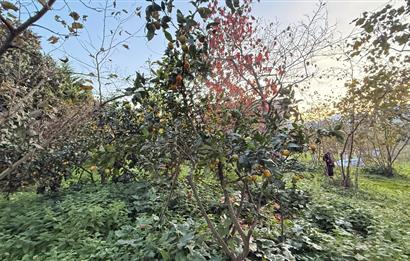 TRABZON YOMRA ÇINARLI KONAK MAHALLESİN'DE SATILIK 2487 M2 TARLA