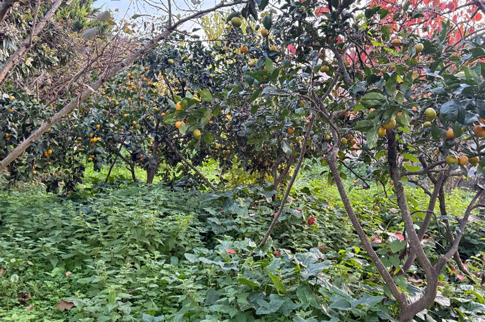 TRABZON YOMRA ÇINARLI KONAK MAHALLESİN'DE SATILIK 2487 M2 TARLA