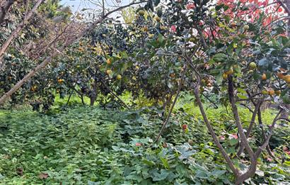 TRABZON YOMRA ÇINARLI KONAK MAHALLESİN'DE SATILIK 2487 M2 TARLA