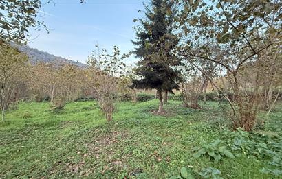 TRABZON YOMRA ÇINARLI KONAK MAHALLESİN'DE SATILIK 2487 M2 TARLA