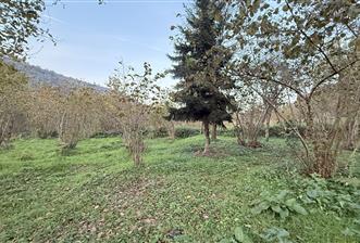 TRABZON YOMRA ÇINARLI KONAK MAHALLESİN'DE SATILIK 2487 M2 TARLA - 2 - 30065