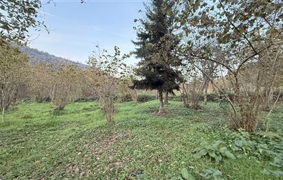 TRABZON YOMRA ÇINARLI KONAK MAHALLESİN'DE SATILIK 2487 M2 TARLA