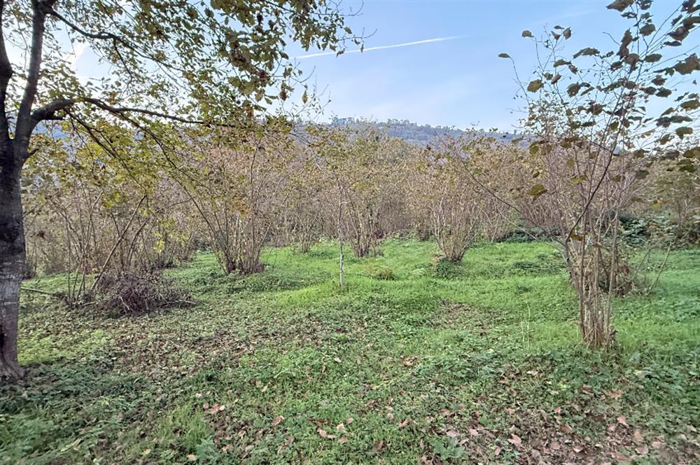 TRABZON YOMRA ÇINARLI KONAK MAHALLESİN'DE SATILIK 2487 M2 TARLA
