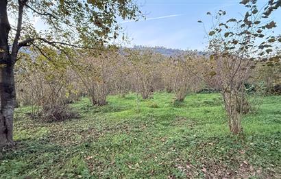 TRABZON YOMRA ÇINARLI KONAK MAHALLESİN'DE SATILIK 2487 M2 TARLA