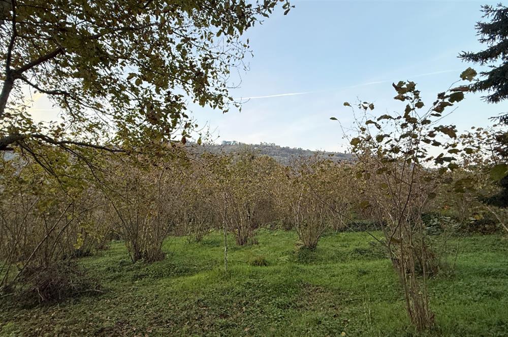 TRABZON YOMRA ÇINARLI KONAK MAHALLESİN'DE SATILIK 2487 M2 TARLA