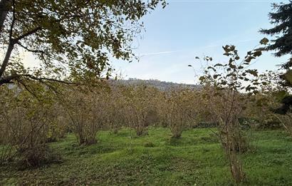 TRABZON YOMRA ÇINARLI KONAK MAHALLESİN'DE SATILIK 2487 M2 TARLA