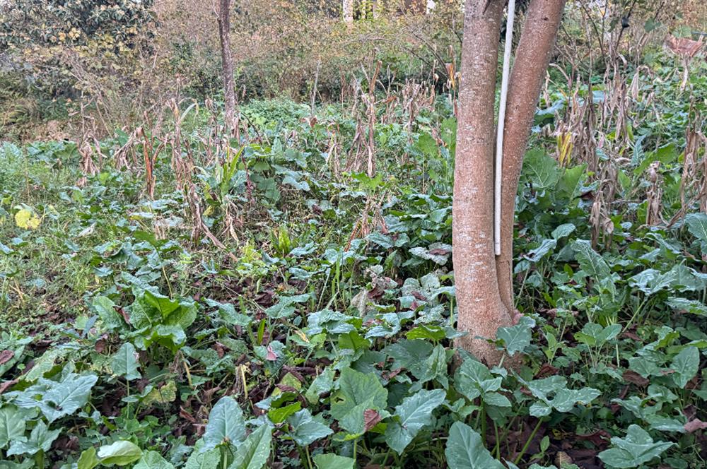 TRABZON YOMRA ÇINARLI KONAK MAHALLESİN'DE SATILIK 2487 M2 TARLA