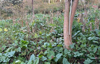 TRABZON YOMRA ÇINARLI KONAK MAHALLESİN'DE SATILIK 2487 M2 TARLA