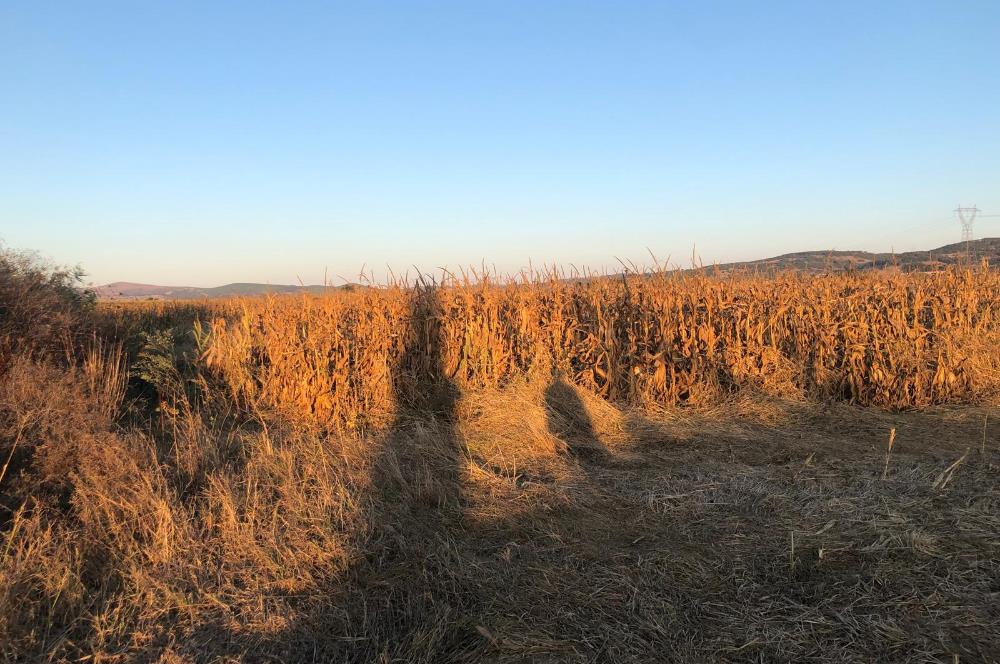 C21 LOCA'DAN GÖKÇEYAZI ORTA MAH. 6709 M2 SU KENARI SATILIK TARLA