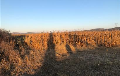 C21 LOCA'DAN GÖKÇEYAZI ORTA MAH. 6709 M2 SU KENARI SATILIK TARLA