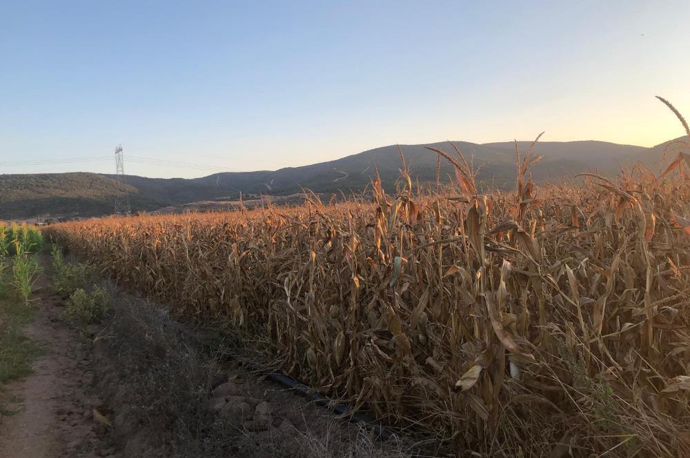 C21 LOCA'DAN GÖKÇEYAZI ORTA MAH. 6709 M2 SU KENARI SATILIK TARLA