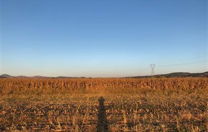 C21 LOCA'DAN GÖKÇEYAZI ORTA MAH. 6709 M2 SU KENARI SATILIK TARLA