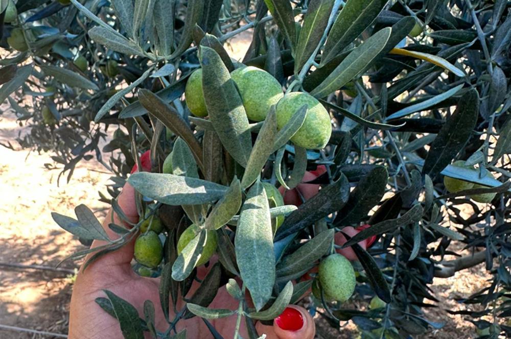 Erdek Hamamlı'da 900 mt2 Zeytinlik ve Dutluk