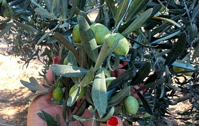 Erdek Hamamlı'da 900 mt2 Zeytinlik ve Dutluk