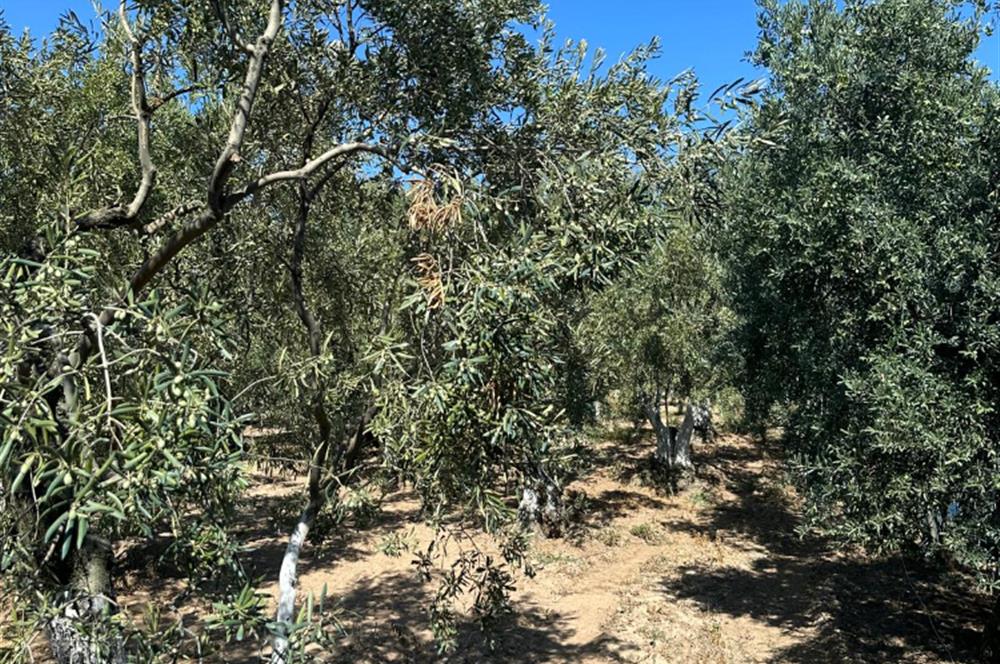 Erdek Hamamlı'da 900 mt2 Zeytinlik ve Dutluk