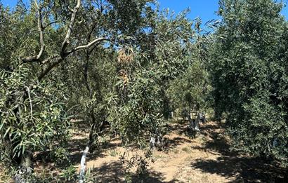Erdek Hamamlı'da 900 mt2 Zeytinlik ve Dutluk