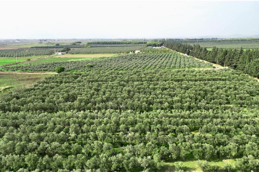 Dikili Salihler Çanakkale Yolu üstü mükemmel konumda tarla