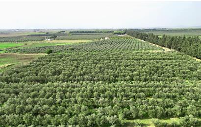 Dikili Salihler Çanakkale Yolu üstü mükemmel konumda tarla
