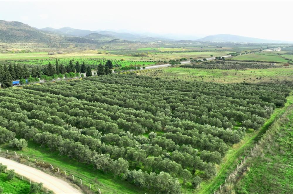 Dikili Salihler Çanakkale Yolu üstü mükemmel konumda tarla