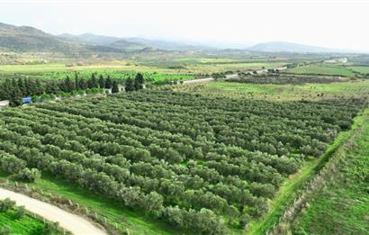 Dikili Salihler Çanakkale Yolu üstü mükemmel konumda tarla