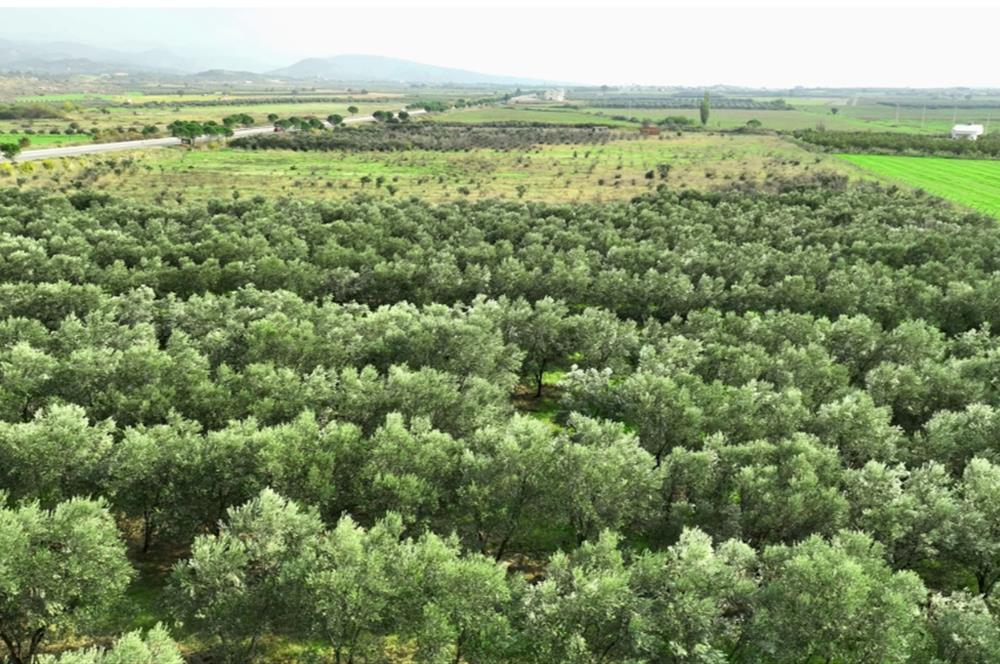 Dikili Salihler Çanakkale Yolu üstü mükemmel konumda tarla